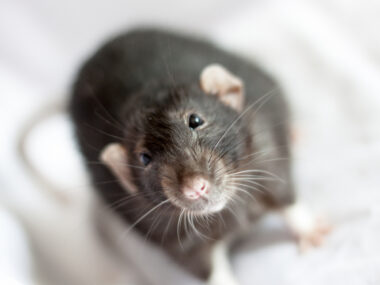 new rat model