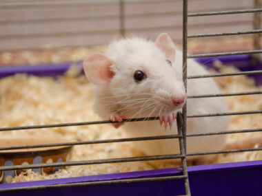 IGF-2R, potential therapeutic approach