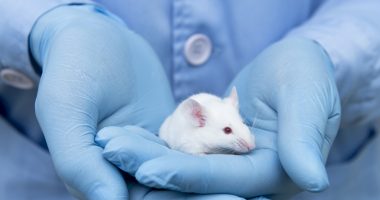 Angelman syndrome, mouse model