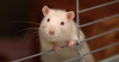Angelman rat model